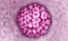 HPV 224x135