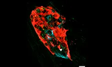 Cell