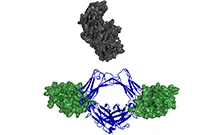Immunoglobulin E
