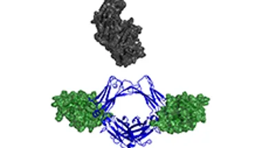 Immunoglobulin E