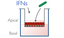 Graph depicting IFN function