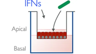 Graph depicting IFN function