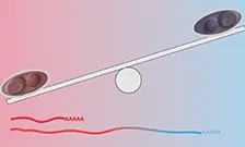 Red and blue yeast cell on seesaw – transcription products change in red versus blue conditions.