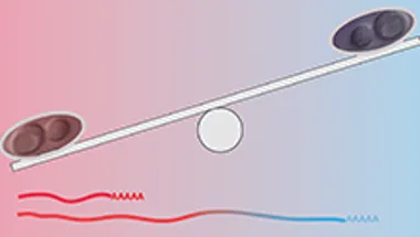 Red and blue yeast cell on seesaw – transcription products change in red versus blue conditions.
