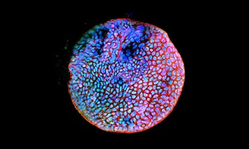 Cells