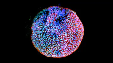 Cells
