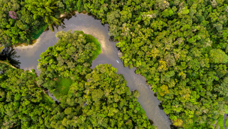 Aerial shot of amazon rainforest 780x440