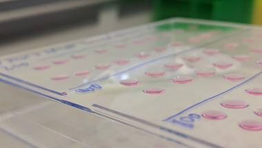 3D spheroids forming in suspended drops