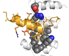 Interaction of phosphorylated TACC3 with the clathrin heavy chain.