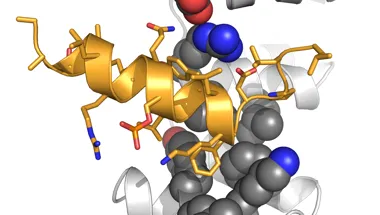 Interaction of phosphorylated TACC3 with the clathrin heavy chain.