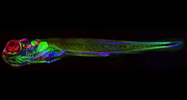zebrafish
