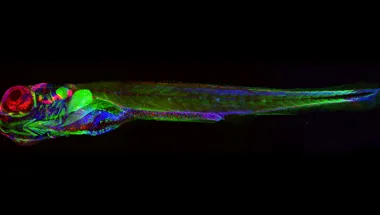 zebrafish