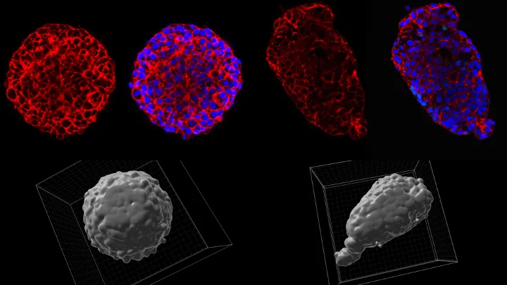 Defining cell behaviour of human iPS cells using high content imaging