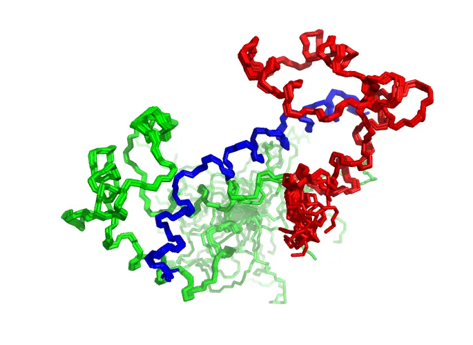 Structure of the human cardiac myosin regulatory light chain in complex with a fragment of the heavy chain (blue).
