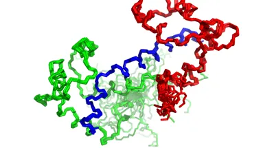 Structure of the human cardiac myosin regulatory light chain in complex with a fragment of the heavy chain (blue).