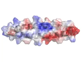 Model of one of the two conformations of the Nek2 leucine zipper shown as backbone cartoon (grey) overlaid with the electrostatic surface.