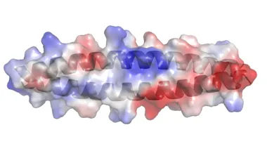 Model of one of the two conformations of the Nek2 leucine zipper shown as backbone cartoon (grey) overlaid with the electrostatic surface.