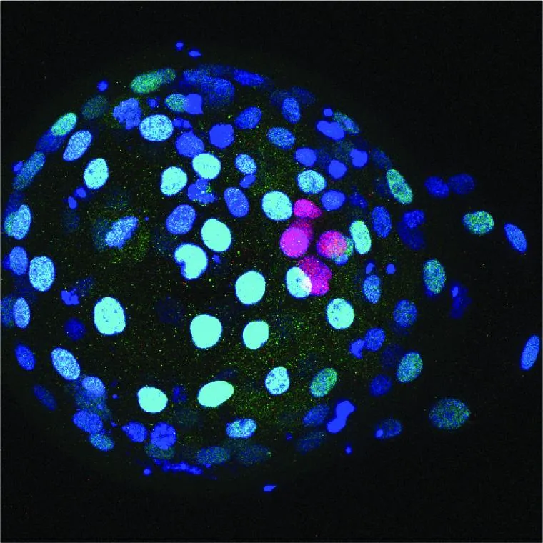 Immunofluorescence analysis of a human blastocyst. Epiblast cells are labelled in red and trophectoderm cells are labelled in green