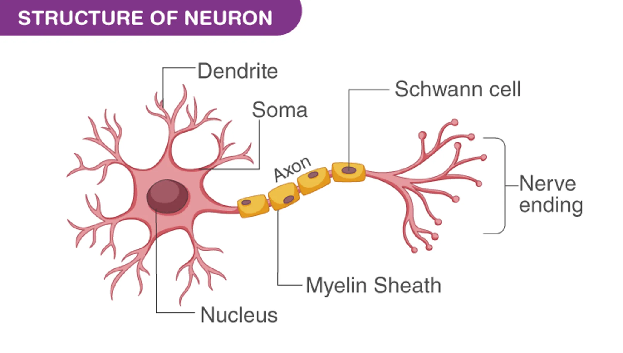 Structure of a Neuron