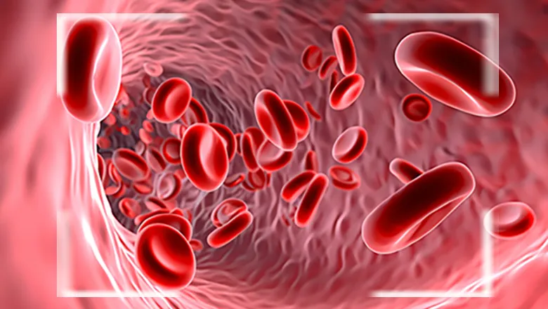 blood cells PEPT