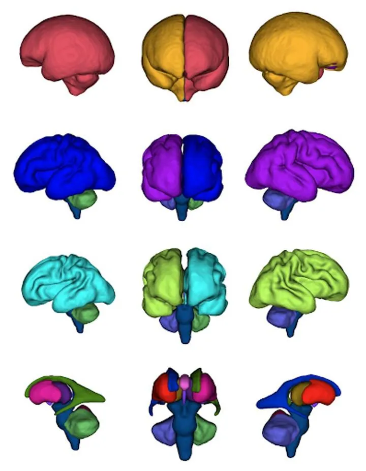 Brain segmentations