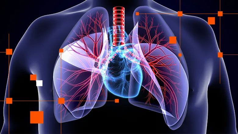 Digital image of heart and lungs