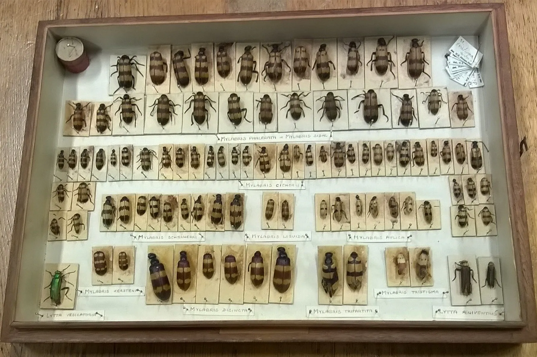 beetle-mania