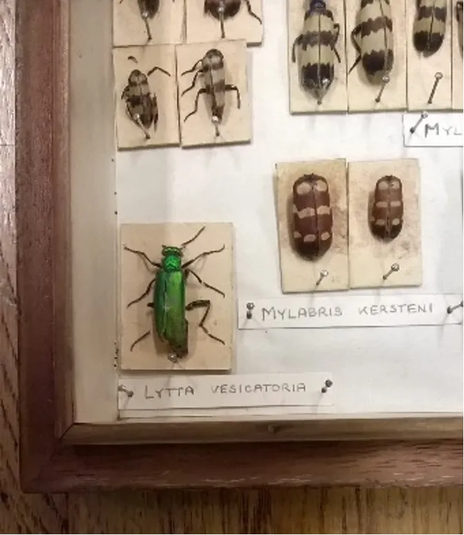 Display case example of Lytta vesicatoria