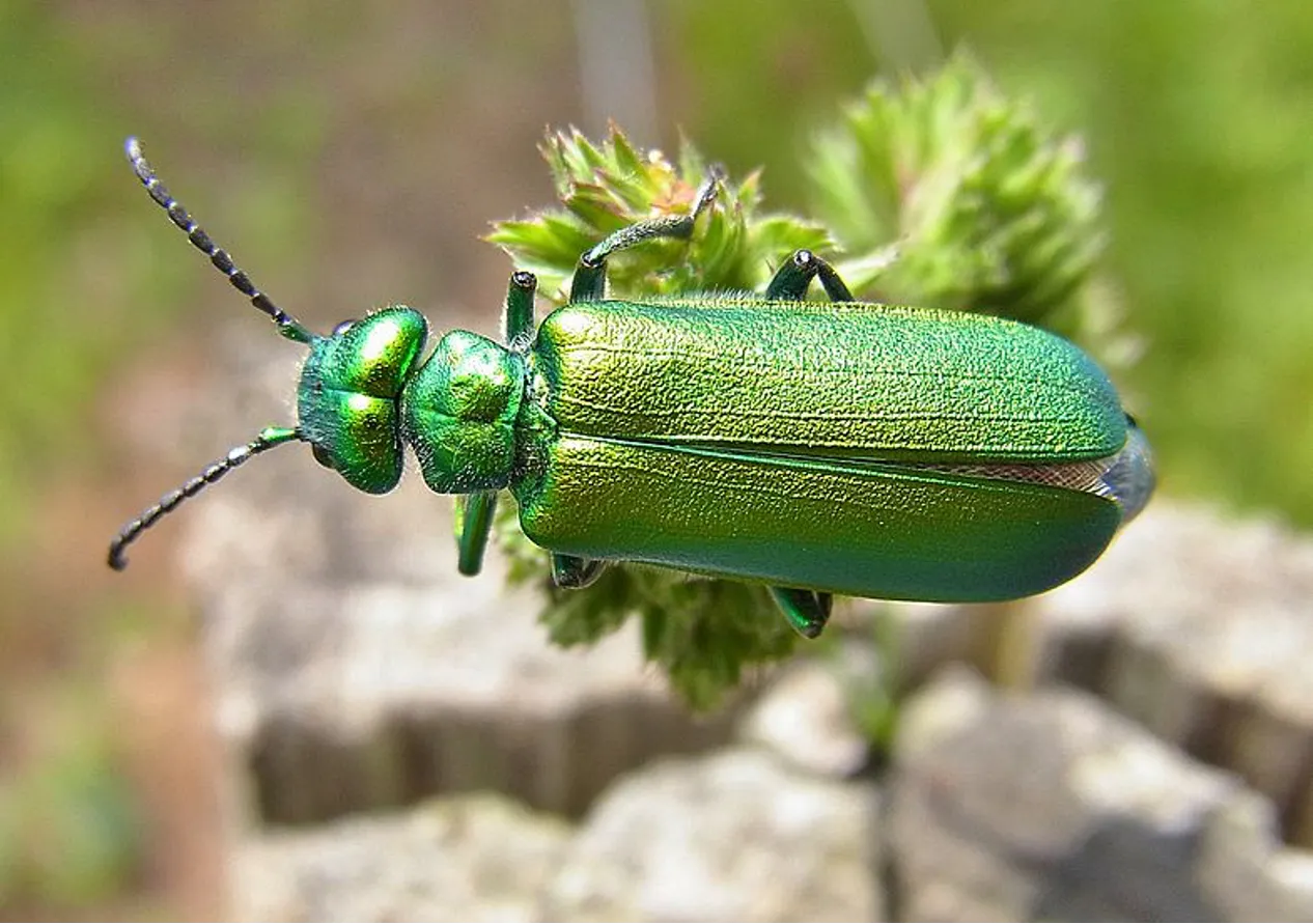 Lytta vesicatoria