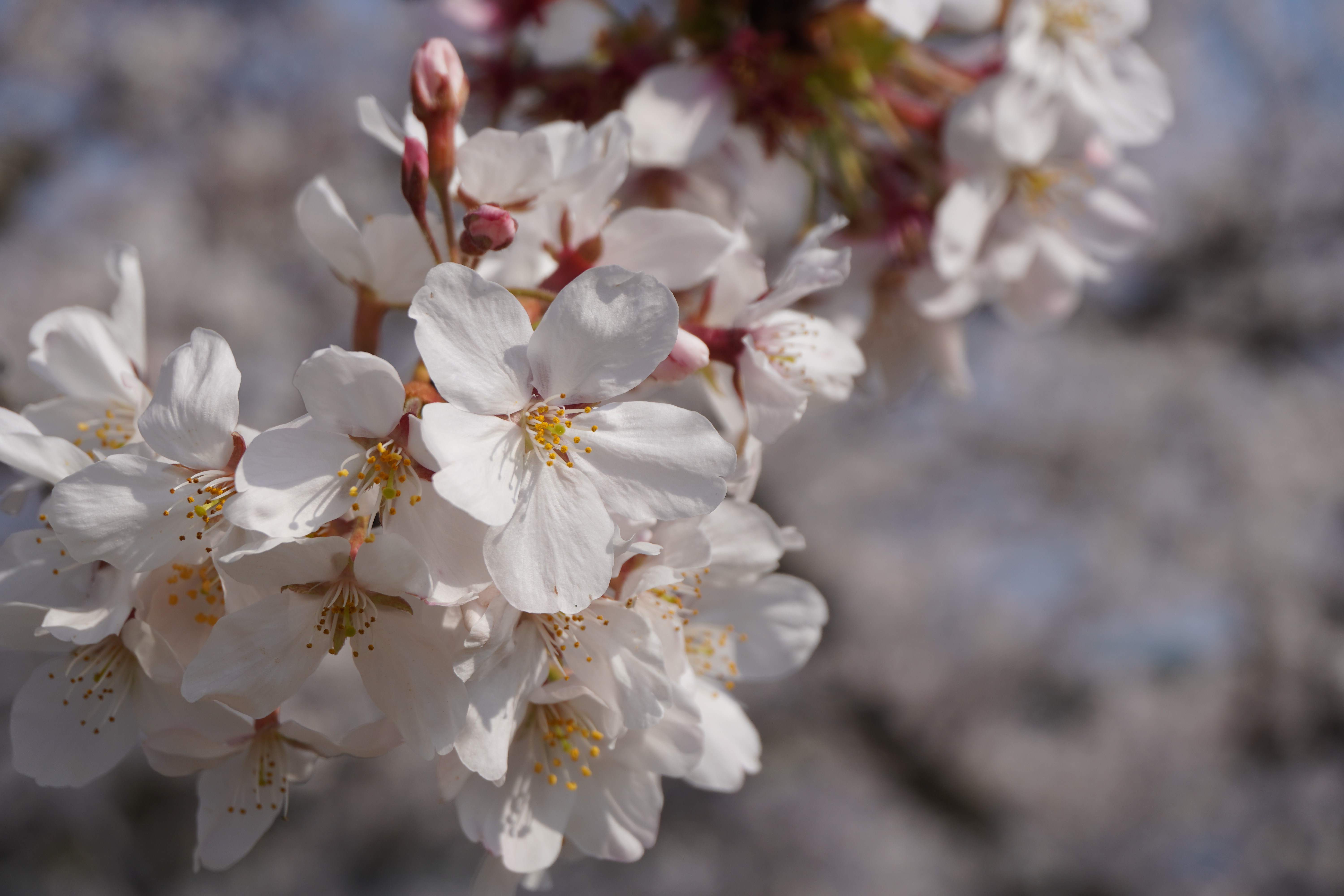 Spring-blossom