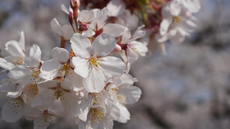 Spring-blossom