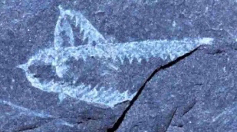 The Tuning Fork Graptolite
