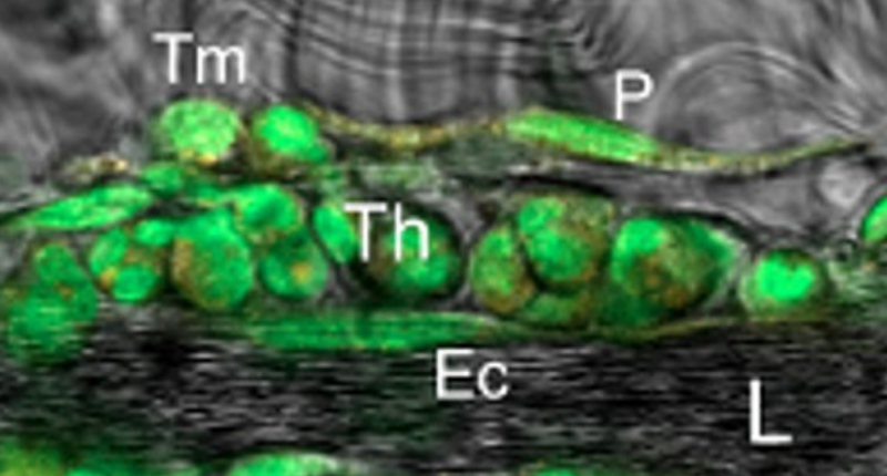 neutrophils within venular walls