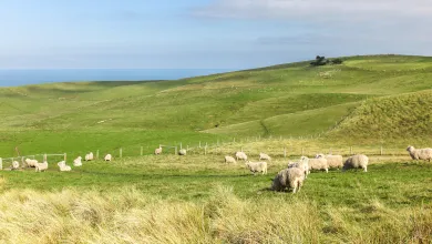 sheep dunedin
