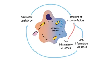 Project 1 - Build and validate mechanistic models of persister-permissive macrophage gene regulatory networks