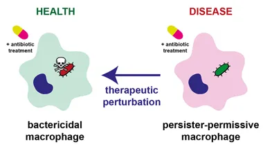 Project 2 - Identify macrophage-targeted perturbations to eradicate Salmonella antibiotic persisters