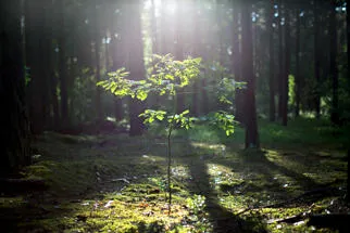 young-oak-tree-growing-in-the-forest
