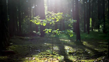 young-oak-tree-growing-in-the-forest