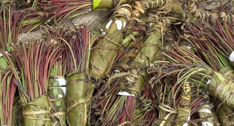 khat drug