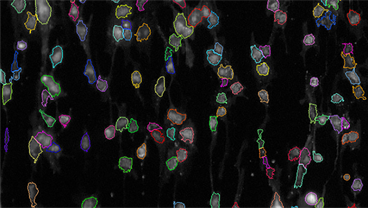 Cell Phenotyping Group