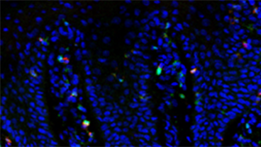 The Cutaneous Immunology Group