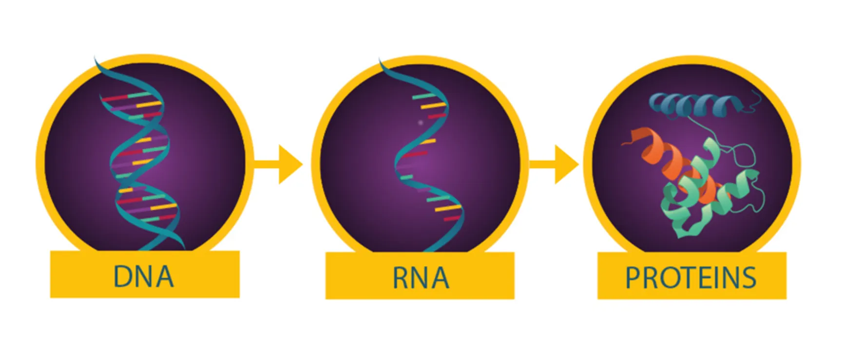 Genes in DNA that are expressed become RNA which become proteins