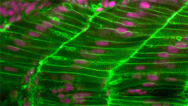 Randall Centre for Cell & Molecular Biophysics