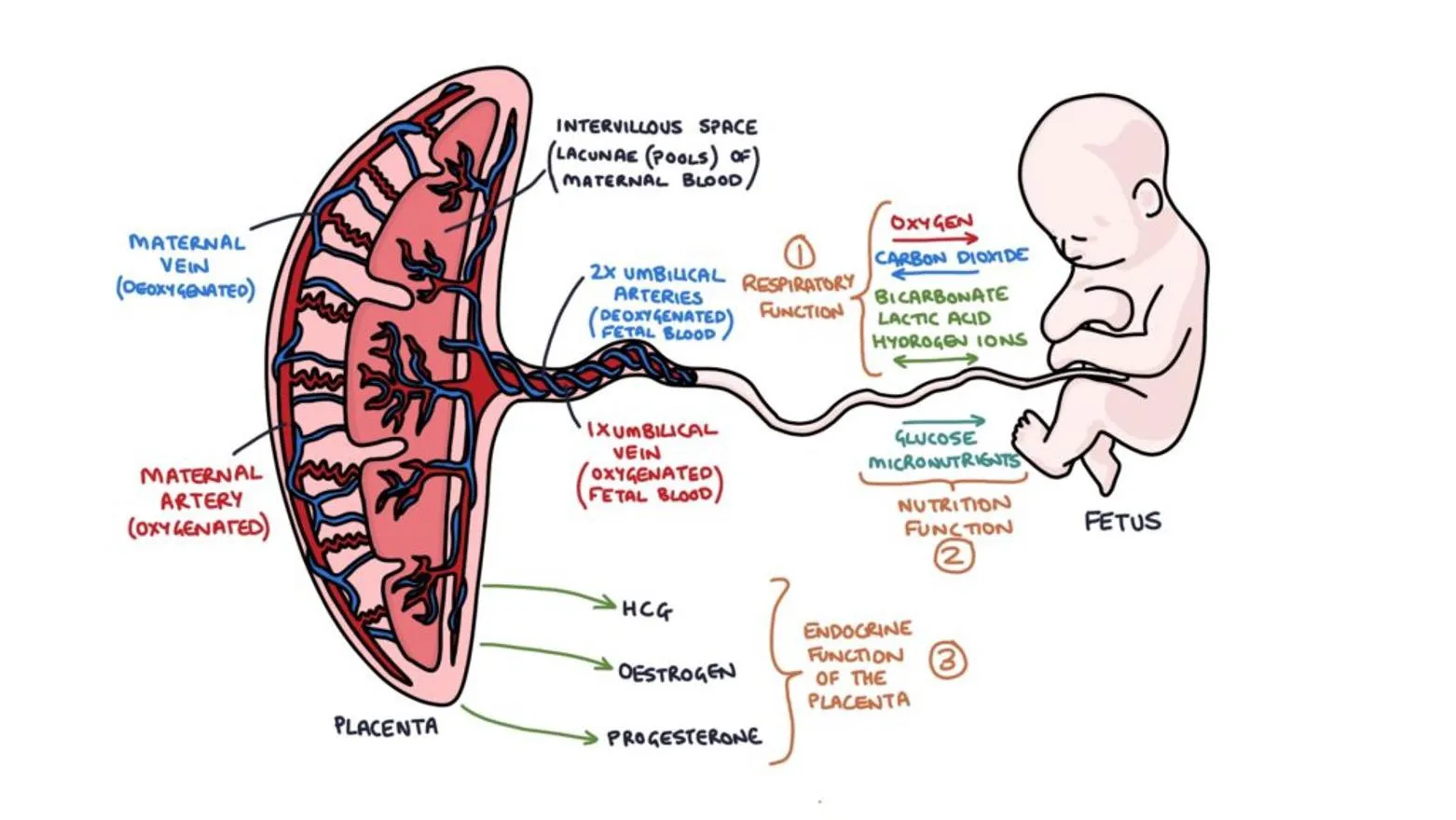 Some of the complex functions of the placenta in human development. (Source- Zero To Finals YouTube Channel)