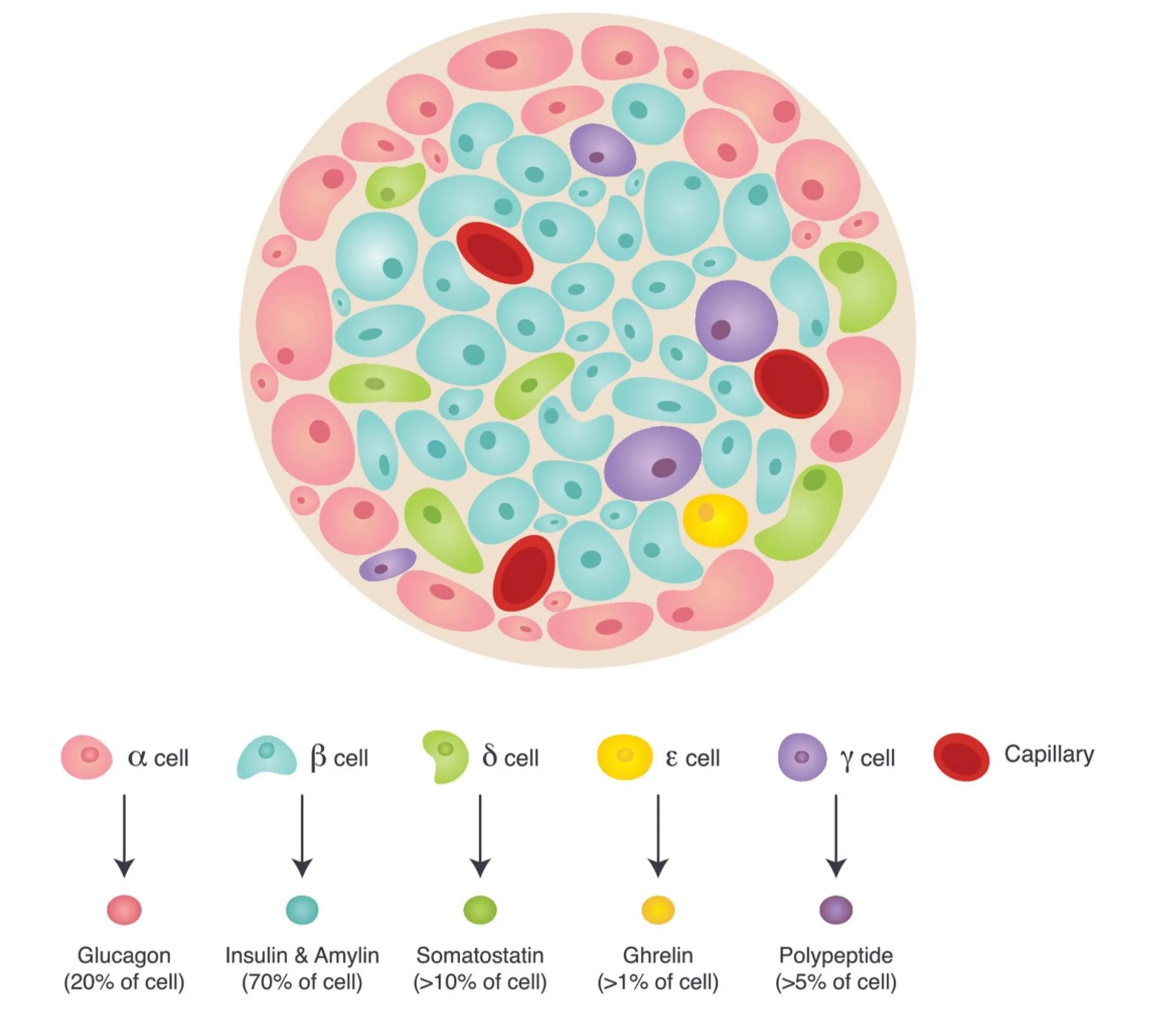 The architecture of a pancreatic islet