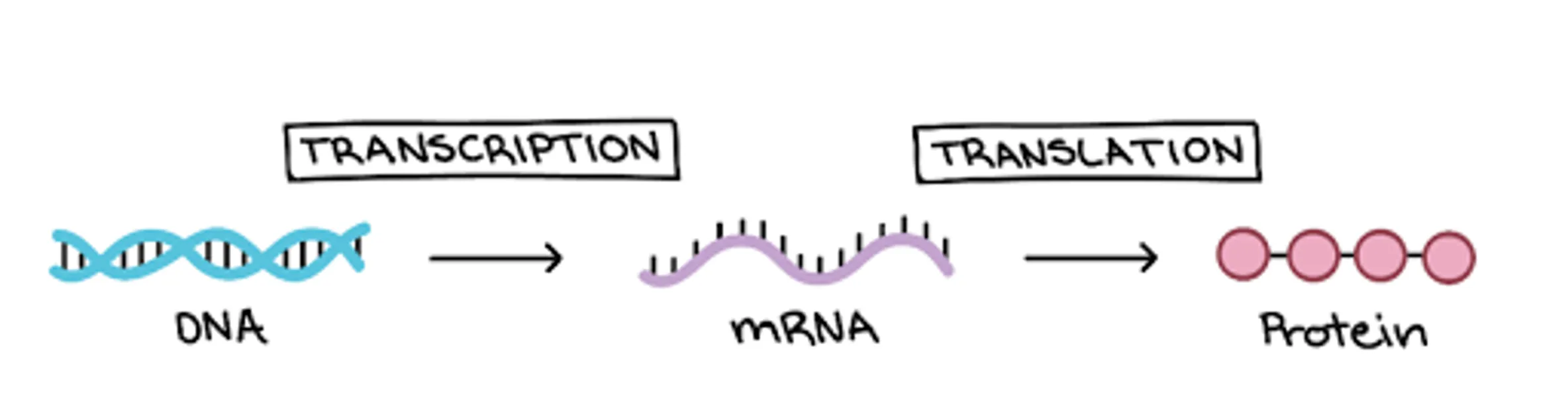 The Central Dogma of molecular biology