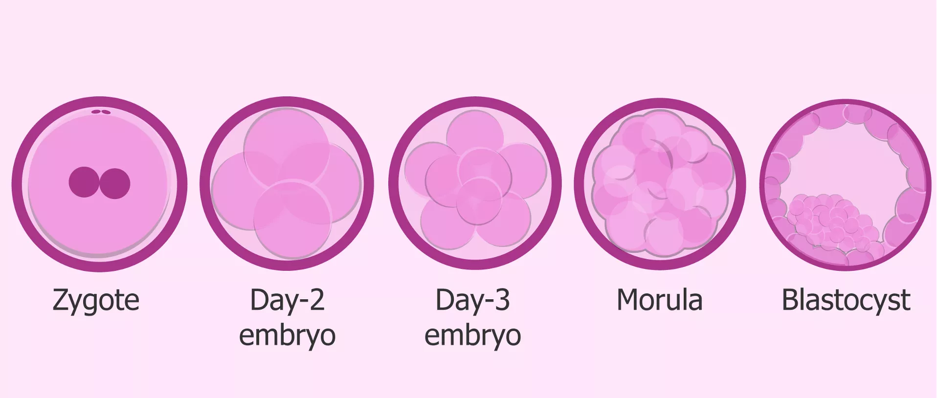 The steps of early embryonic development from the zygote to blastocyst
