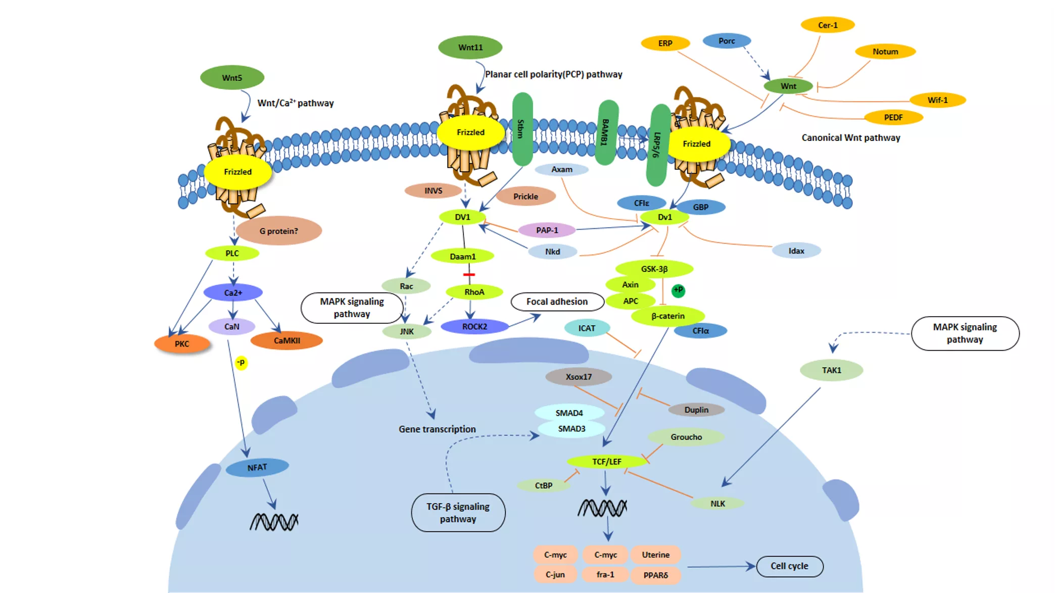 The WNT signalling pathway is incredibly complicated