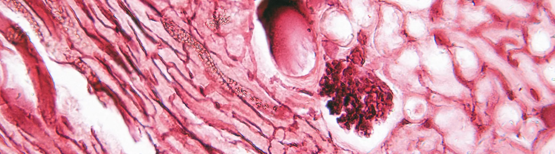 vascular-biology