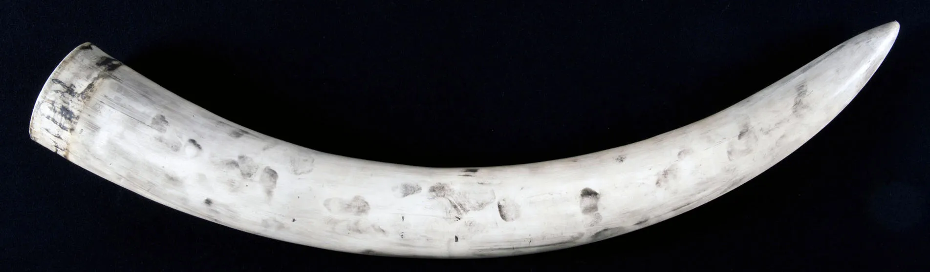 Example-of-Fingerprints-Enhanced-on-a-Full-Tusk-hero